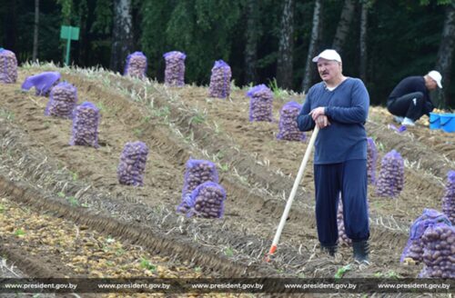 Александр Лукашенко на уборке картофеля